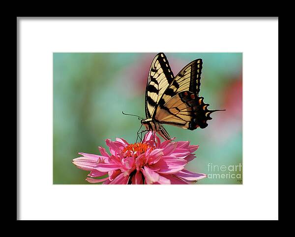 Butterfly Framed Print featuring the photograph Pastel by Lois Bryan