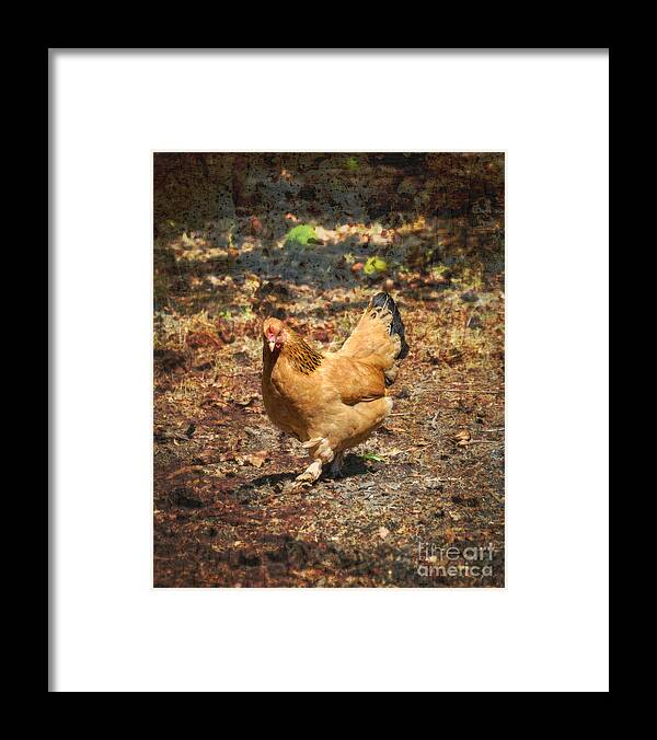 Chicken Framed Print featuring the photograph Pickles #2 by Cheryl McClure