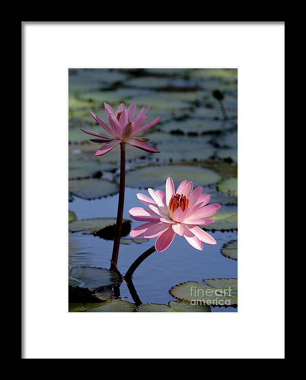 Landscape Framed Print featuring the photograph Pink Water Lily in the Spotlight #2 by Sabrina L Ryan