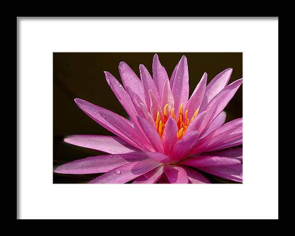 Water Framed Print featuring the photograph Pink Water Lily #2 by Pat Exum