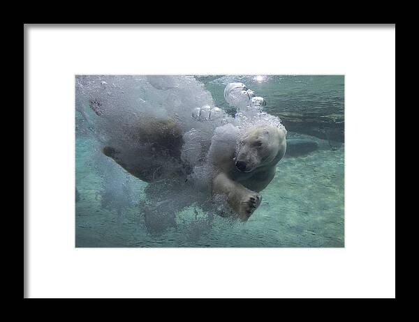 Feb0514 Framed Print featuring the photograph Polar Bear Swimming Underwater #2 by San Diego Zoo