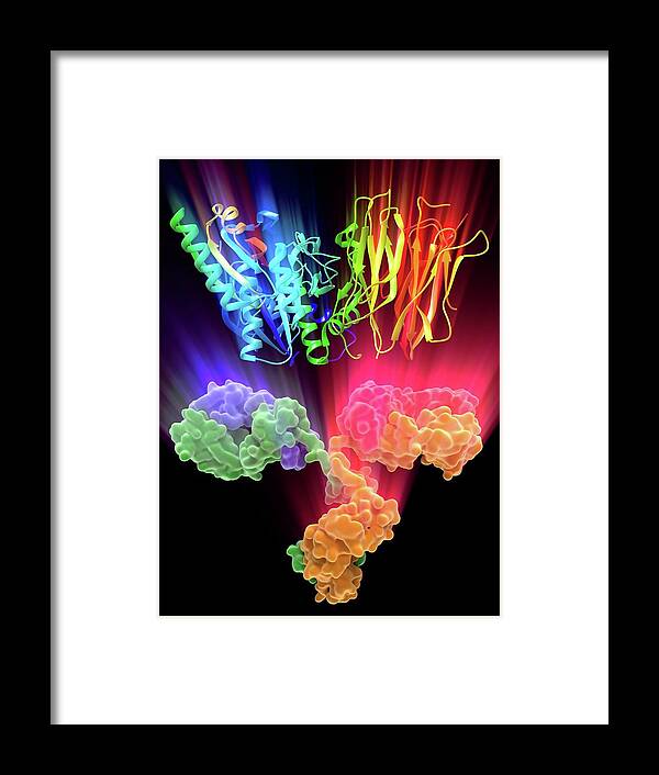 Molecular Framed Print featuring the photograph Proprotein Convertase Type 9 (pcsk9) #2 by Alfred Pasieka