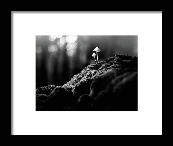 Scenics Framed Print featuring the photograph Psychedelic Mushrooms #2 by Misha Kaminsky