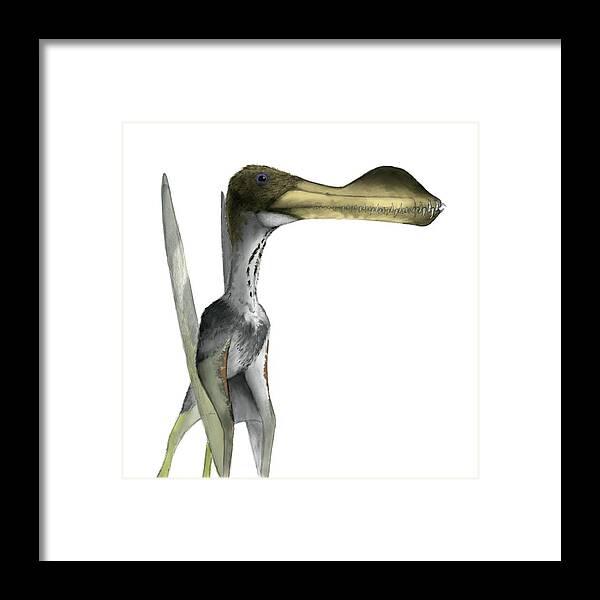 Coloborhynchus Framed Print featuring the photograph Pterosaur #2 by Mark P. Witton/science Photo Library