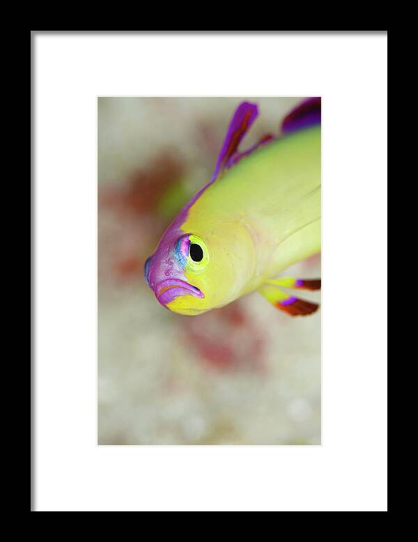 Purple Fire-goby Framed Print featuring the photograph Purple Fire-goby #2 by Scubazoo/science Photo Library