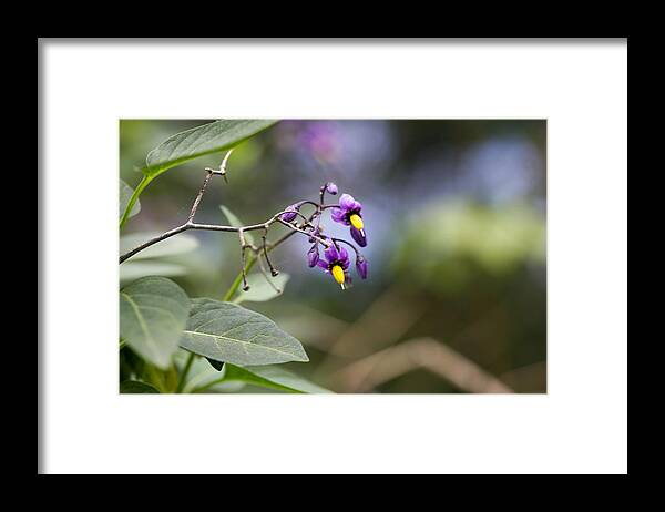Purple Flower Framed Print featuring the photograph Purple flower #2 by Susan Jensen
