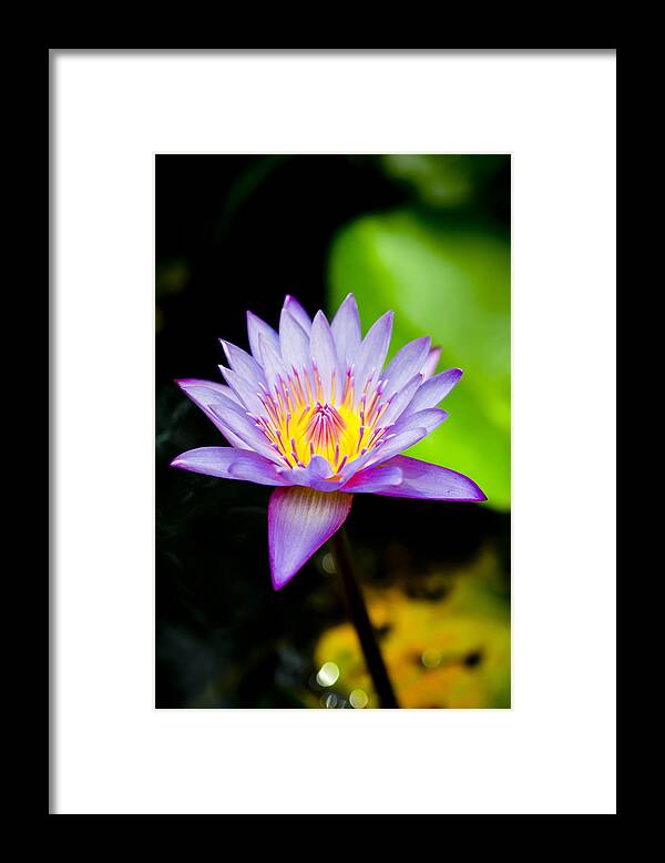 Flowers Framed Print featuring the photograph Purple lotus #2 by Raimond Klavins