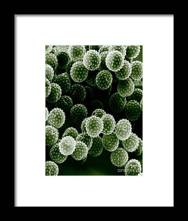Allergen Framed Print featuring the photograph Ragweed Pollen Sem #2 by David M. Phillips / The Population Council