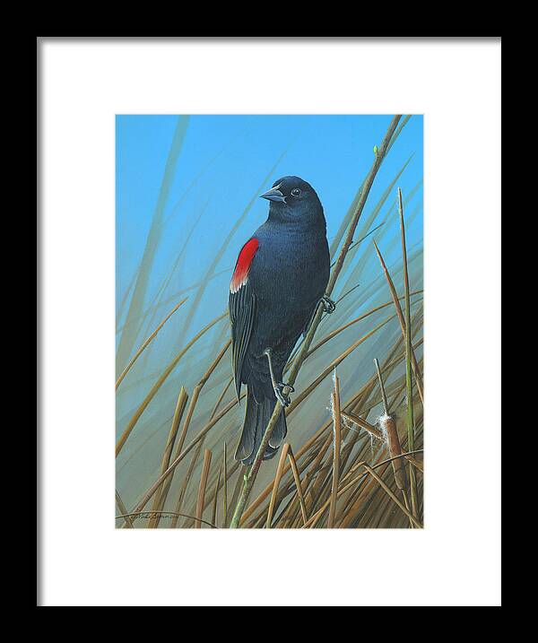 Red-winged Black Bird Paintings Framed Print featuring the painting Red-winged Black Bird by Mike Brown