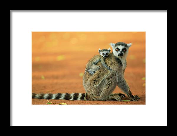 00621159 Framed Print featuring the photograph Ring-tailed Lemur Mother and Baby #2 by Cyril Ruoso