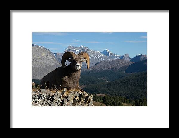 Alberta Framed Print featuring the photograph Rocky Mountain Bighorn Sheep Ram #2 by Ken Archer