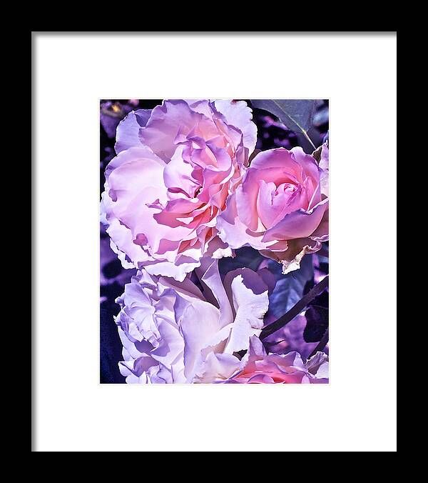 Flowers Framed Print featuring the photograph Rose 60 by Pamela Cooper