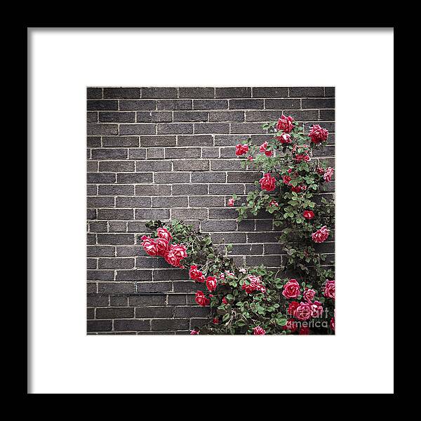 Rose Framed Print featuring the photograph Roses on brick wall 2 by Elena Elisseeva