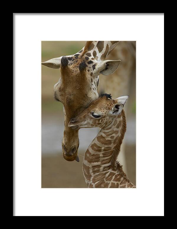 00119300 Framed Print featuring the photograph Rothschild Giraffes Nuzzling by San Diego Zoo