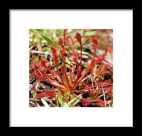 Nature Framed Print featuring the photograph Round-leaved Sundew #2 by Millard H. Sharp