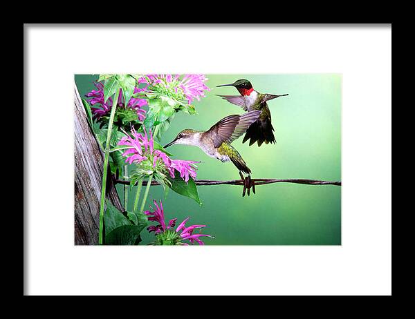 Archilochus Colubris Framed Print featuring the photograph Ruby-throated Hummingbird (archilochus #2 by Richard and Susan Day