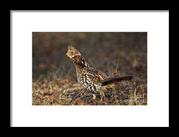 Bedford Framed Print featuring the photograph Ruffed Grouse #2 by Ronald Lutz