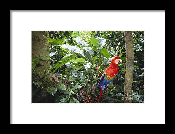Full Length Framed Print featuring the photograph Scarlet Macaw by Art Wolfe