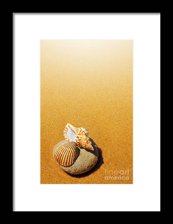 Abstract Framed Print featuring the photograph Seashell and Conch #2 by Carlos Caetano