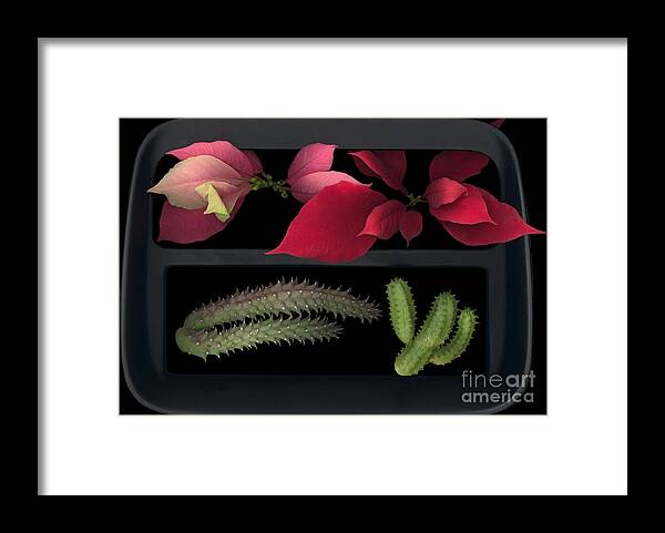 Cactus Framed Print featuring the photograph 2 Seasons by Heather Kirk