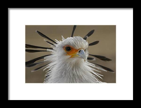 Feb0514 Framed Print featuring the photograph Secretary Bird Portrait #2 by San Diego Zoo