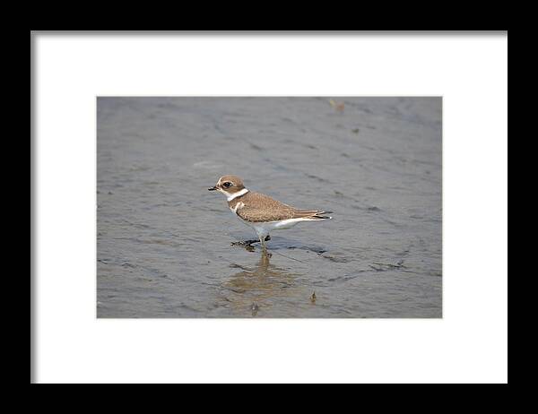 Birds Framed Print featuring the photograph Semipalmated Plover #2 by James Petersen