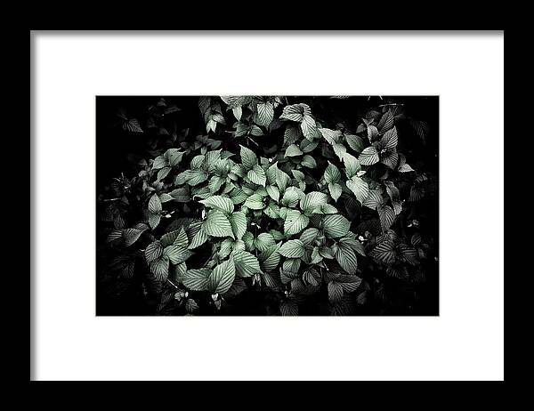 Botanical Framed Print featuring the photograph Shrub Detail #2 by Jeremy Herman