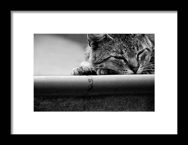Cat Framed Print featuring the photograph Sleeping #2 by Laura Melis