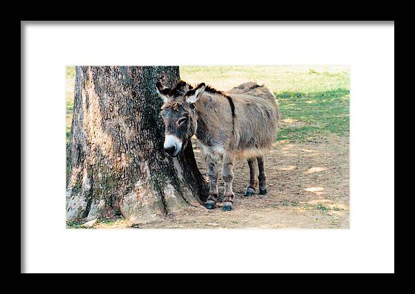 Animals Framed Print featuring the photograph Sleepy Sardarian by Jan Amiss Photography