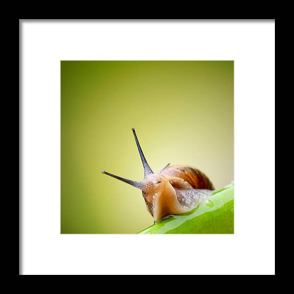 Snail Framed Print featuring the photograph Snail on green stem #3 by Johan Swanepoel