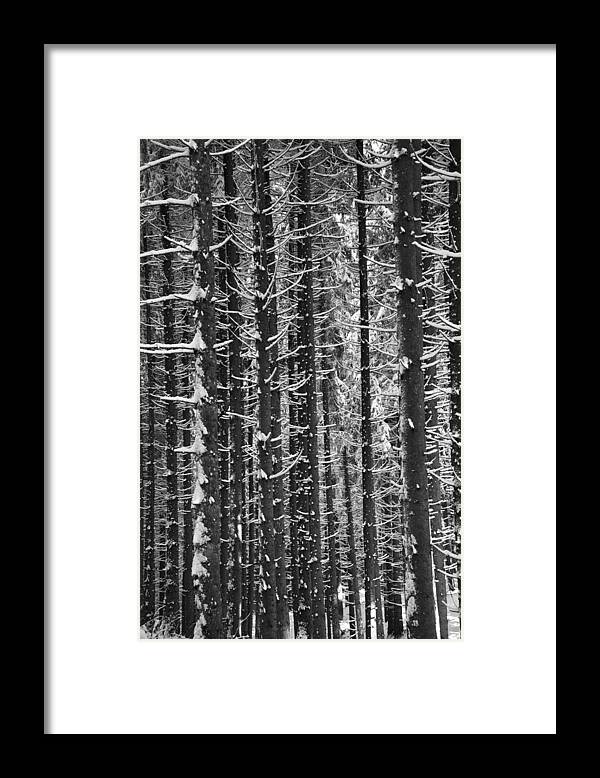 Winter Framed Print featuring the photograph Snow covered trees #2 by Chevy Fleet