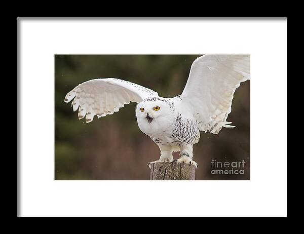 Snowy Framed Print featuring the photograph Snowy Owl #2 by Les Palenik