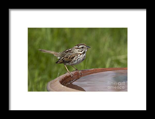 Melospiza Melodia Framed Print featuring the photograph Song Sparrow #2 by Linda Freshwaters Arndt