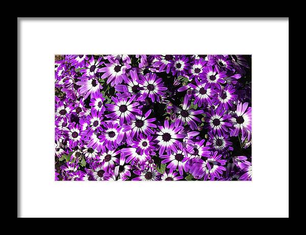 Landscapes Framed Print featuring the photograph Spring Flowers #2 by Douglas Miller