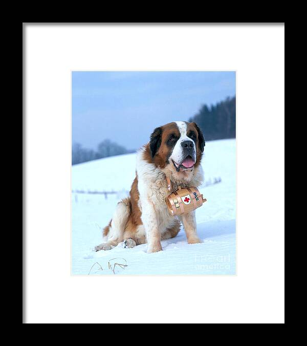 Animal Framed Print featuring the photograph St. Bernard #2 by Hans Reinhard