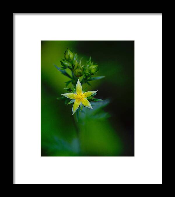 Flowers Framed Print featuring the photograph StarFlower #2 by Ben Upham III