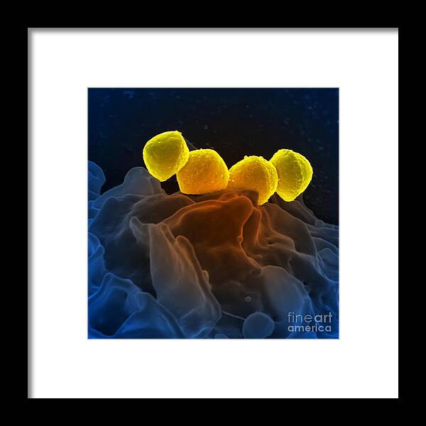 Microbiology Framed Print featuring the photograph Streptococcus Pyogenes Bacteria Sem by Science Source