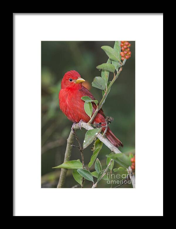 Summer Tanager Framed Print featuring the photograph Summer Tanager by Anthony Mercieca