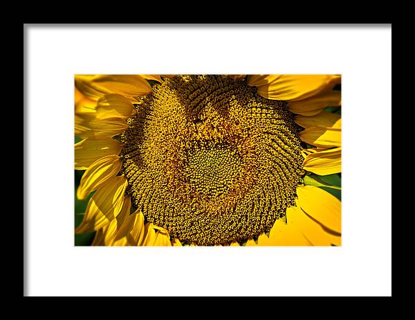 Sunflowers Framed Print featuring the photograph Sunflower #3 by Bud Simpson