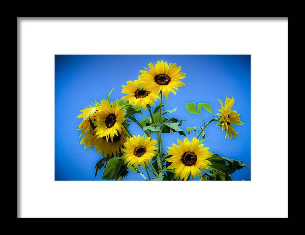 Sunflower Framed Print featuring the photograph Sunflower #2 by Emanuel Tanjala