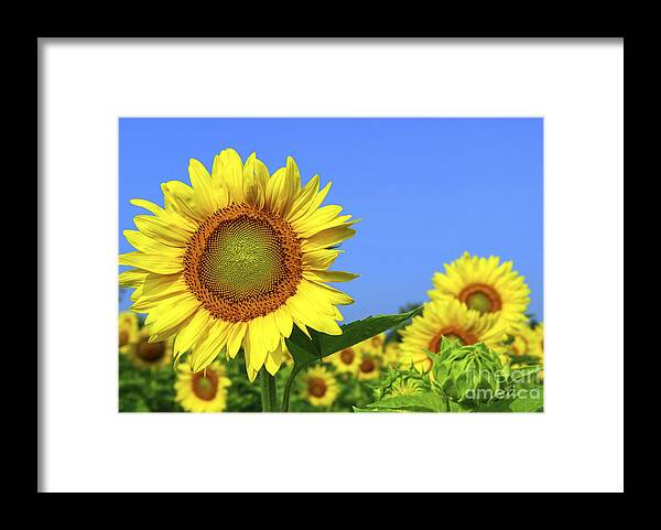 Sunflower Framed Print featuring the photograph Sunflower field 1 by Elena Elisseeva