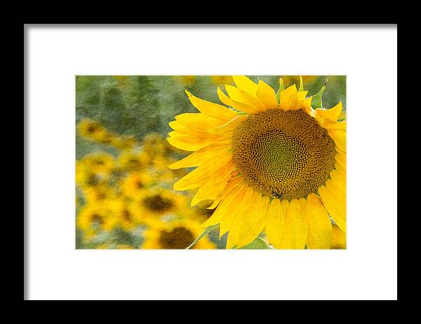 Landscape Framed Print featuring the photograph Sunflower by Joye Ardyn Durham