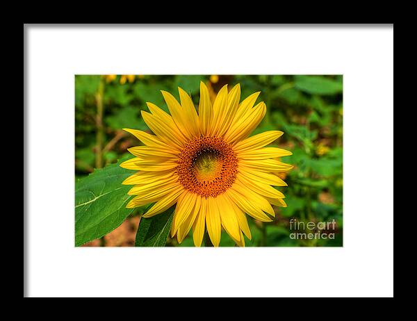 Clear Framed Print featuring the photograph Sunflower #2 by Mark Dodd