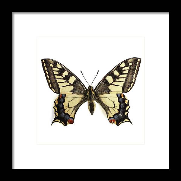 Indoors Framed Print featuring the photograph Swallowtail Butterfly #2 by Science Photo Library