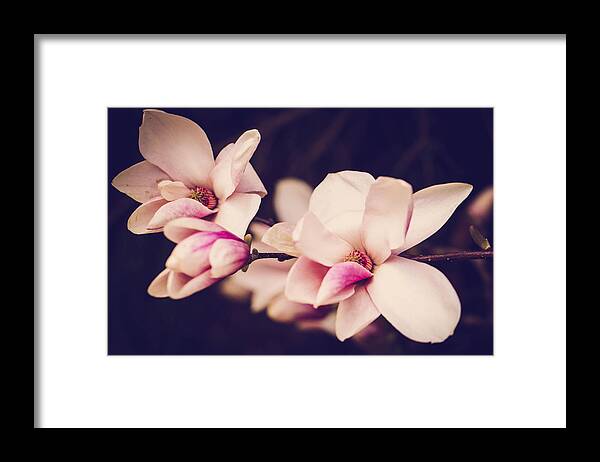 Magnolias Framed Print featuring the photograph Sweet Magnolia #2 by Sara Frank