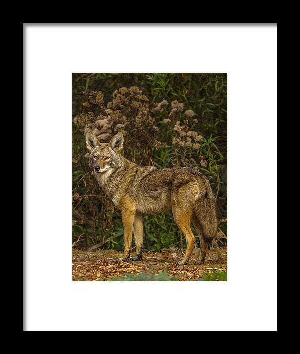 The Coyote Framed Print featuring the photograph The Coyote #1 by Ernest Echols