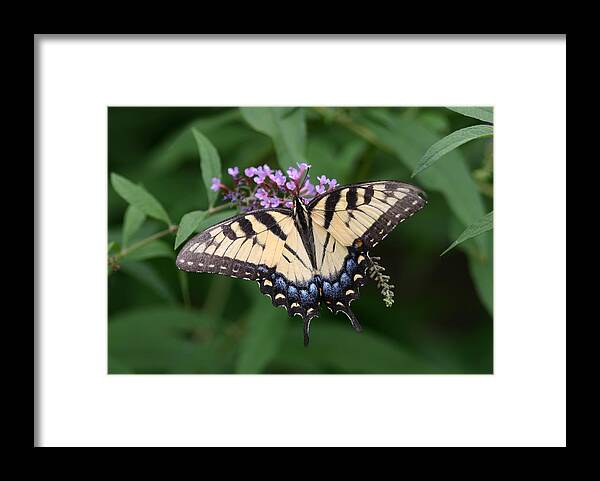 Butterfly Framed Print featuring the photograph Tiger Swallowtail on Butterfly Bush #2 by Robert E Alter Reflections of Infinity