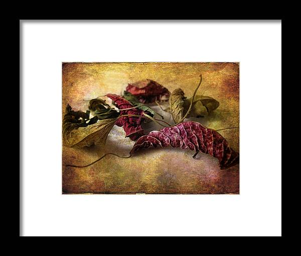 Leaves Framed Print featuring the photograph Timeworn by Jessica Jenney