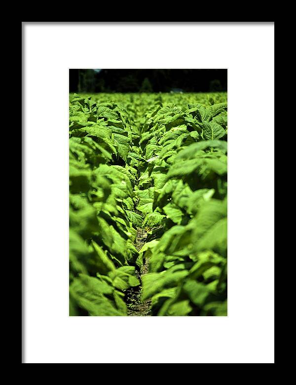 Art Is Passion! Creating Art Is A Lifestyle. Every Artist Has Its Own Unique Style Framed Print featuring the photograph Tobacco #2 by Greg Sampson