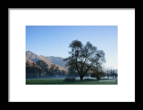 Trees Framed Print featuring the photograph Tree and mountain #2 by Mats Silvan